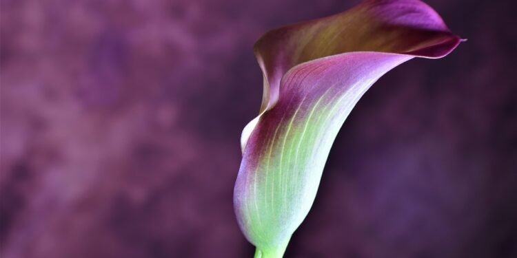 Cala Comte Ibiza: La Mejor Playa para Disfrutar del Atardecer en el Mediterráneo